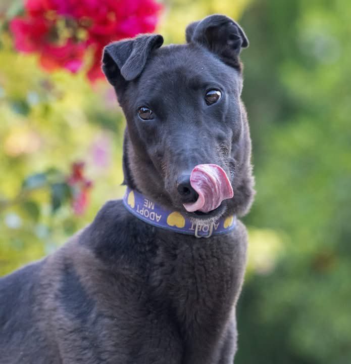 Galgos del Sol tweet media