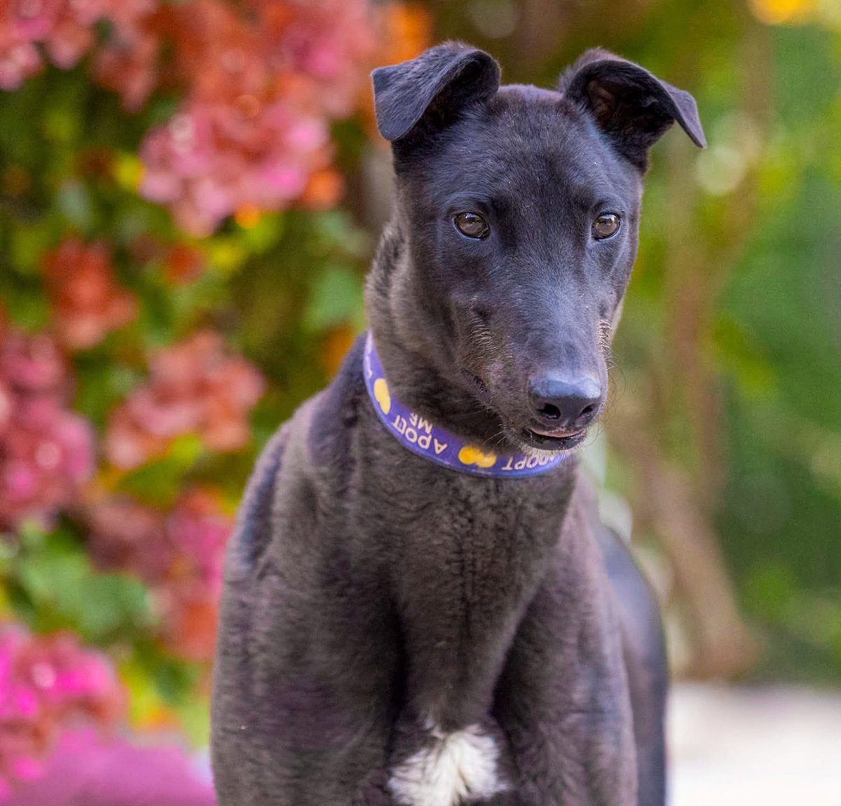 Galgos del Sol tweet media