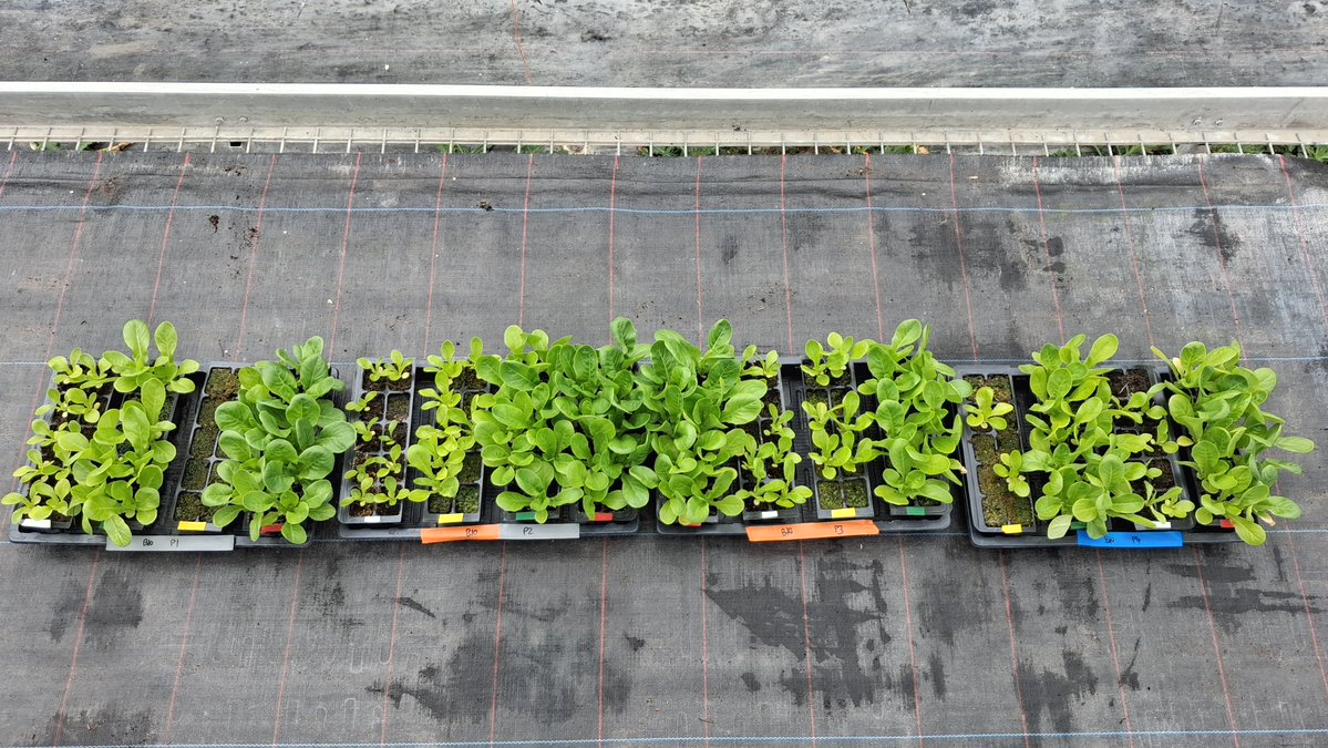 SPINFERT's tweet photo. 🌱 Understanding how coir type affects lettuce germination As part of Niab’s ongoing work into sustainable growing media, we’ve been investigating how lettuce seeds germinate in recycled coir compared with virgin coir.
#MissionSoil #SustainableHorticulture https://t.co/Rub06YscVT