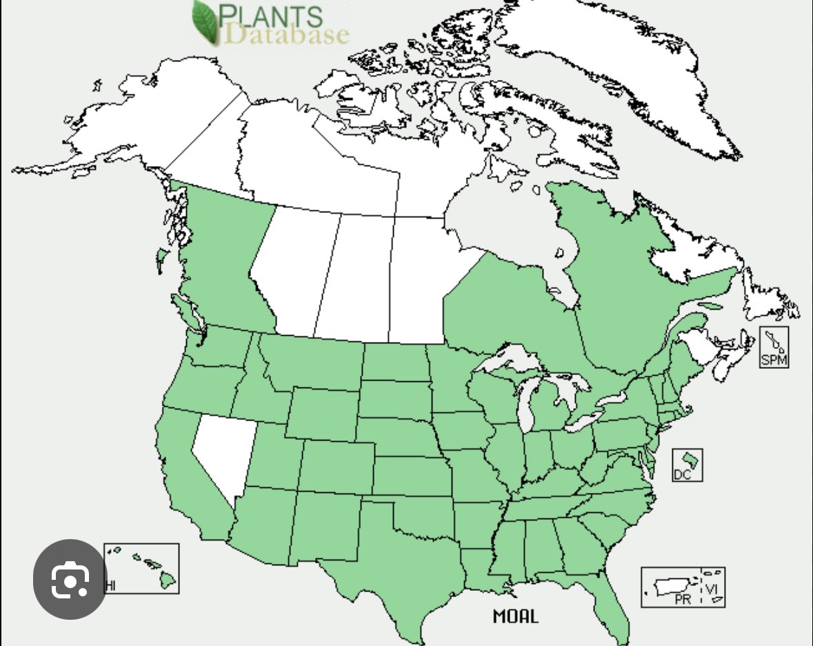 Homesteading4sovereignty tweet media