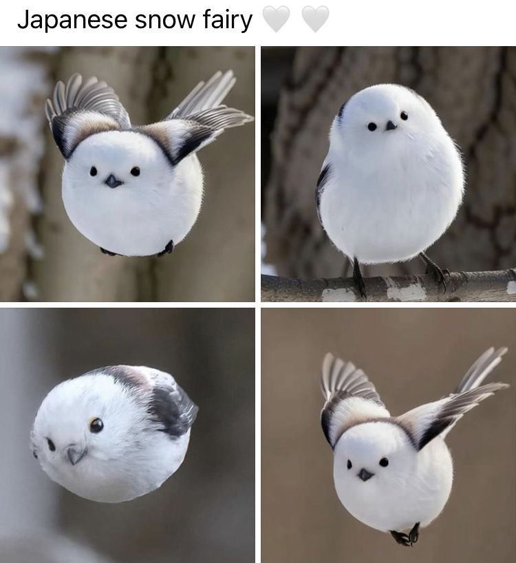 Cute tweet media