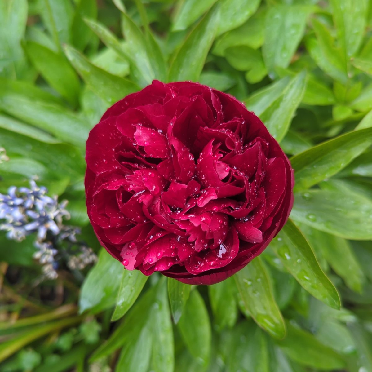 peony