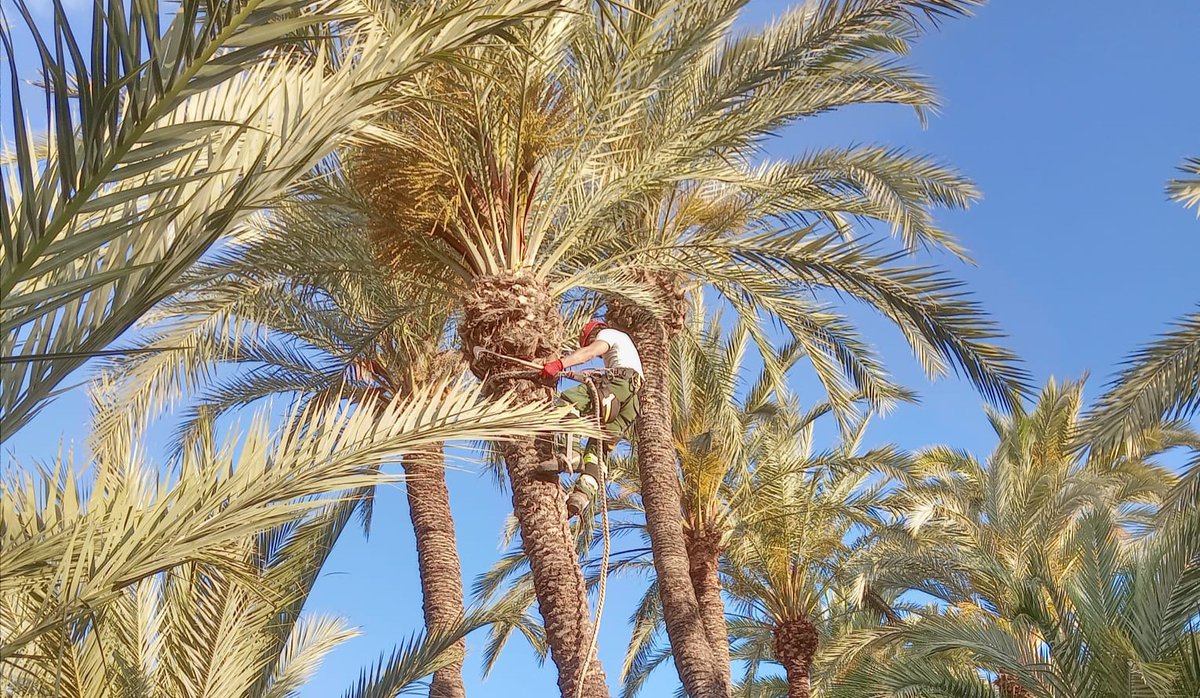 AytoOrihuela's tweet photo. 🌴 La Concejalía de Medio Ambiente intensifica las labores de mantenimiento y conservación en el Palmeral de Orihuela

#Orihuela

Más información ➡ https://t.co/Orh9aGtFOb https://t.co/RyhFwjvRZs