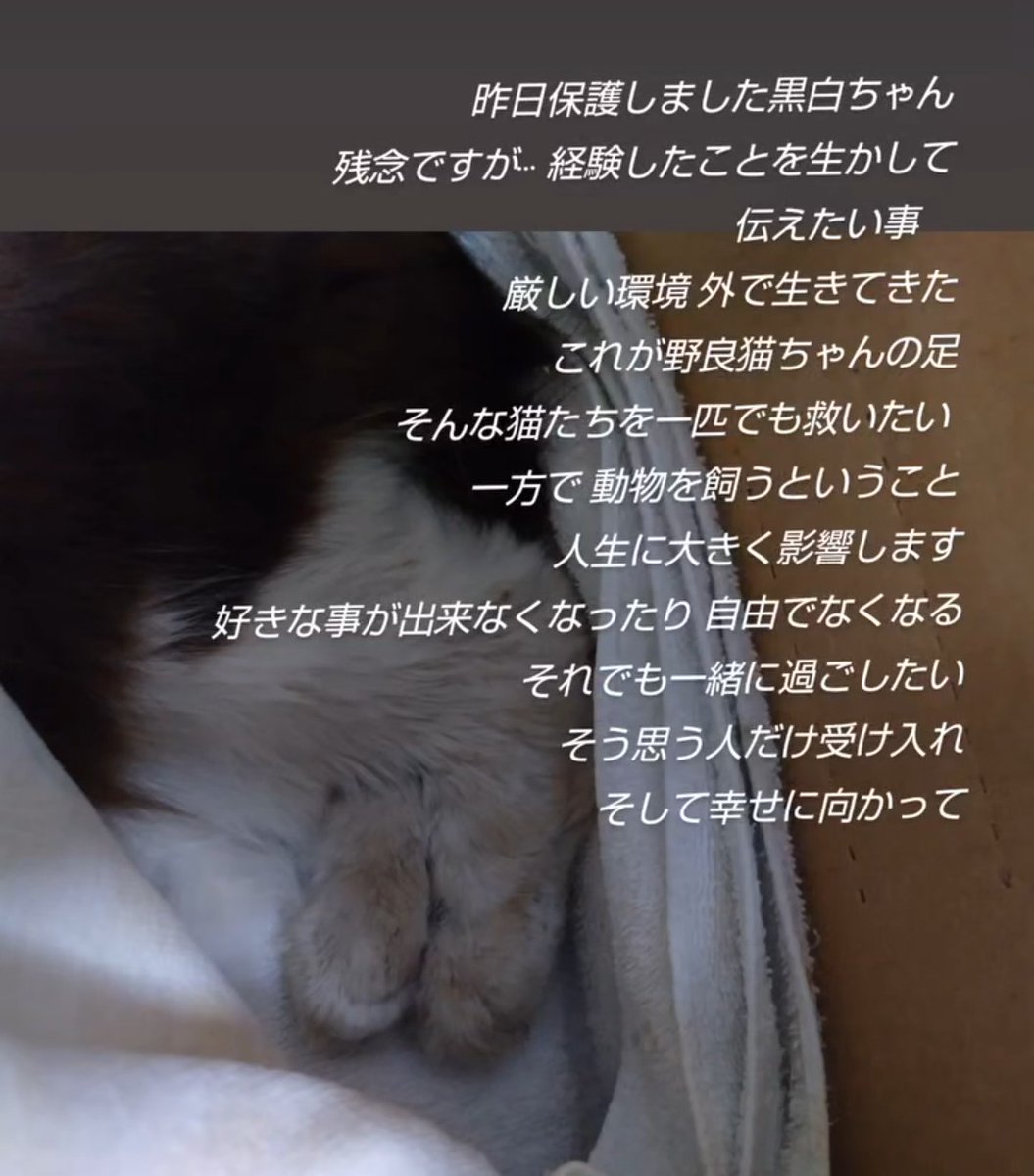 つっちー / モフ中毒365 tweet media