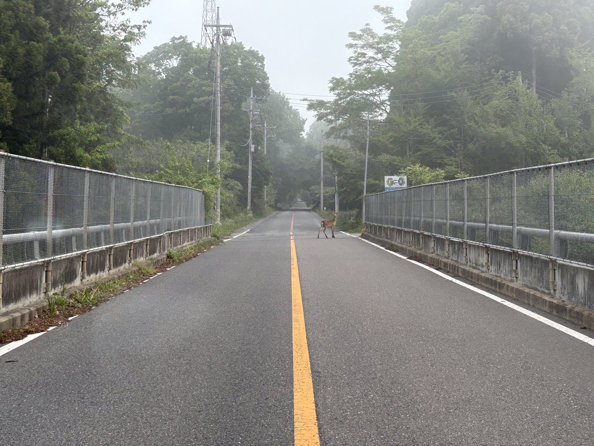 makeaaaforest's tweet photo. 朝から逸れた鹿と遭遇。単体とは言え、東北自動車道付近まで山からおりてきてる。いずれ個体数が増えて、繁殖エリアが広がったら那須町全域で鹿による被害が、農業、林業ともに懸念される。

https://t.co/c6vB7lKKGg https://t.co/xuehajSp21