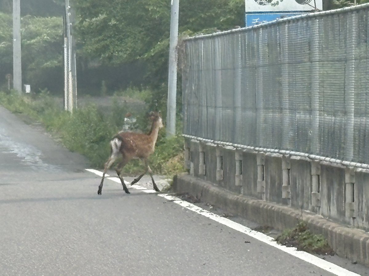 makeaaaforest's tweet photo. 朝から逸れた鹿と遭遇。単体とは言え、東北自動車道付近まで山からおりてきてる。いずれ個体数が増えて、繁殖エリアが広がったら那須町全域で鹿による被害が、農業、林業ともに懸念される。

https://t.co/c6vB7lKKGg https://t.co/xuehajSp21