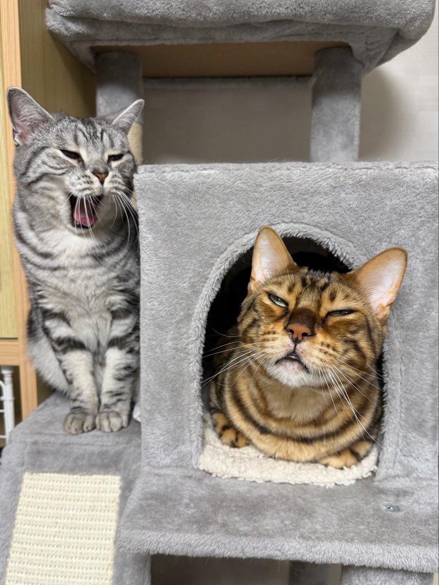 19871997a's tweet photo. あくびの瞬間🥱

#cat #猫 https://t.co/qLt1XXG6nE