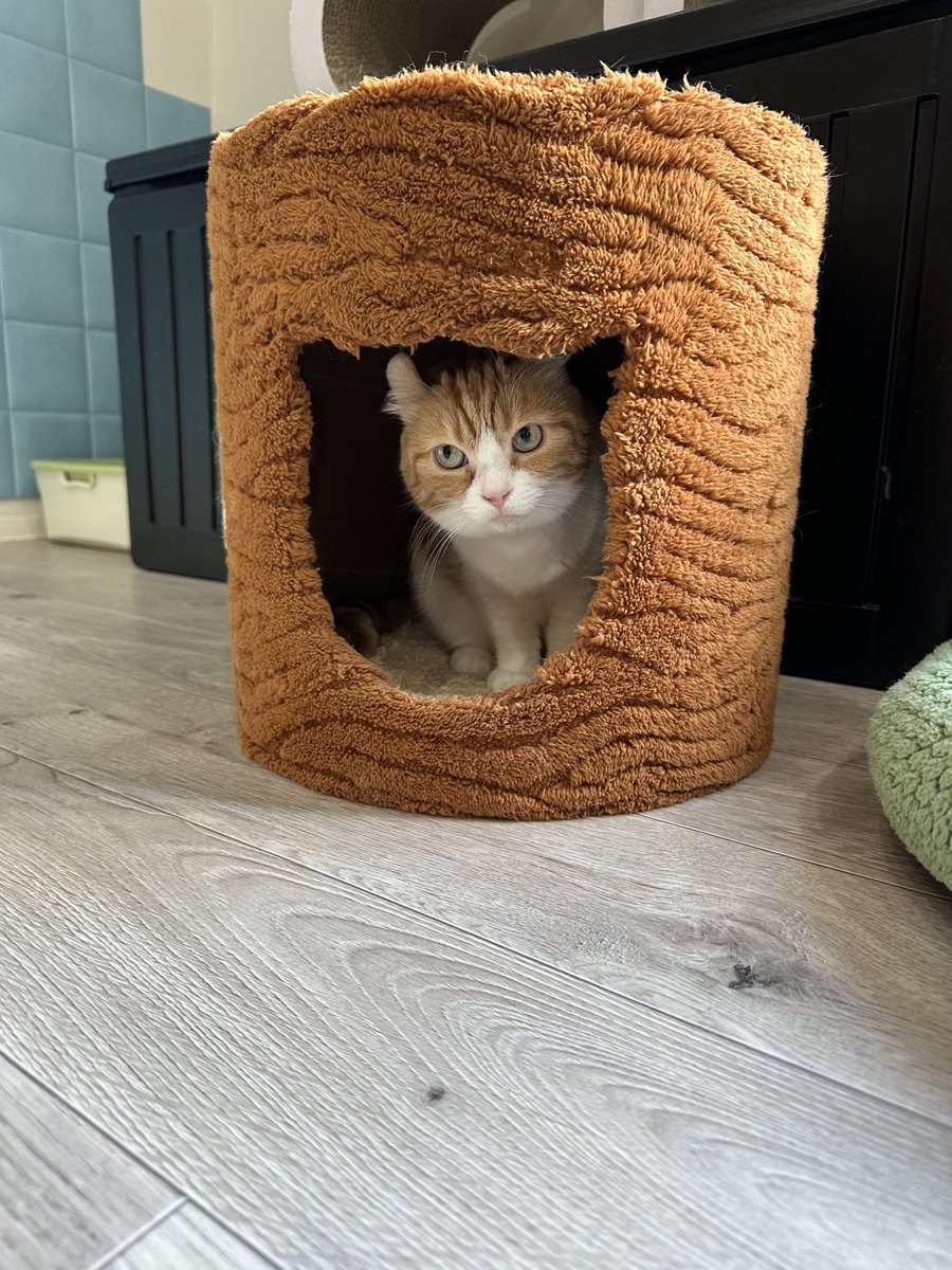 猫ちゃんを、載せます