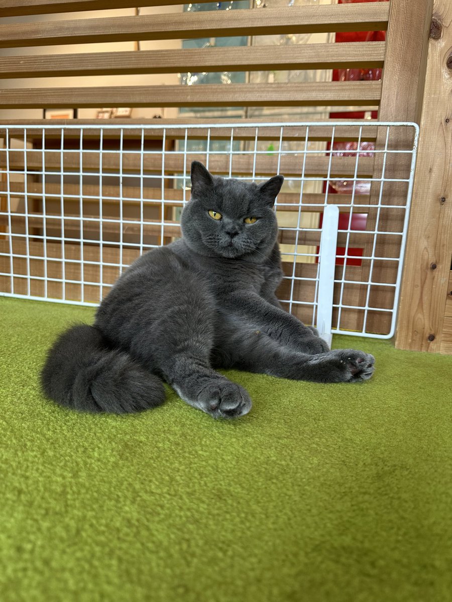 猫ちゃんを、載せます