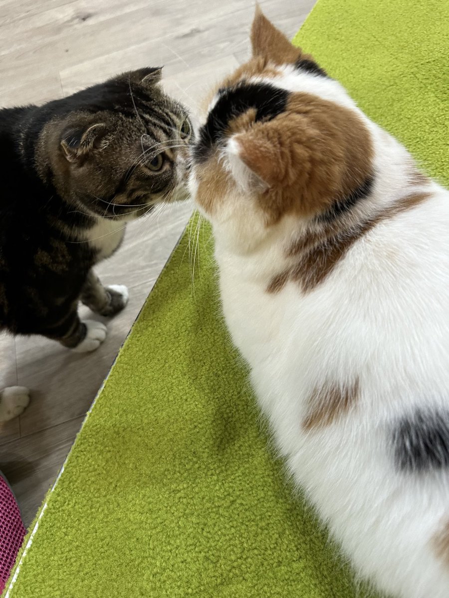 猫ちゃんを、載せます