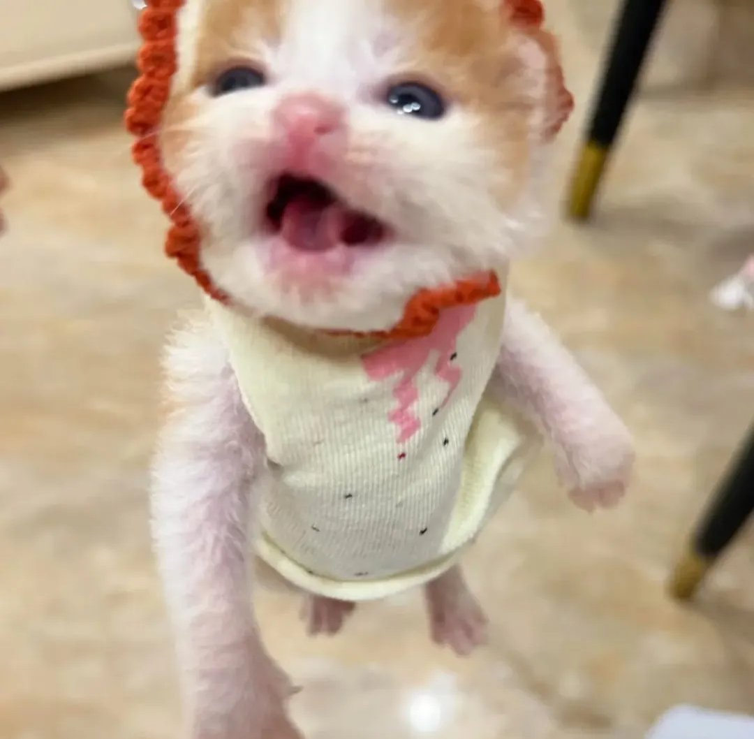 Daily Cat Posts tweet media