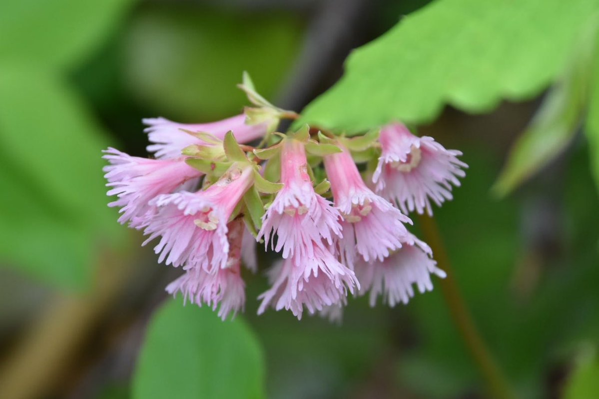 山の花は思っていたよりも鮮やかだな。園芸種に負けないビビットさ！