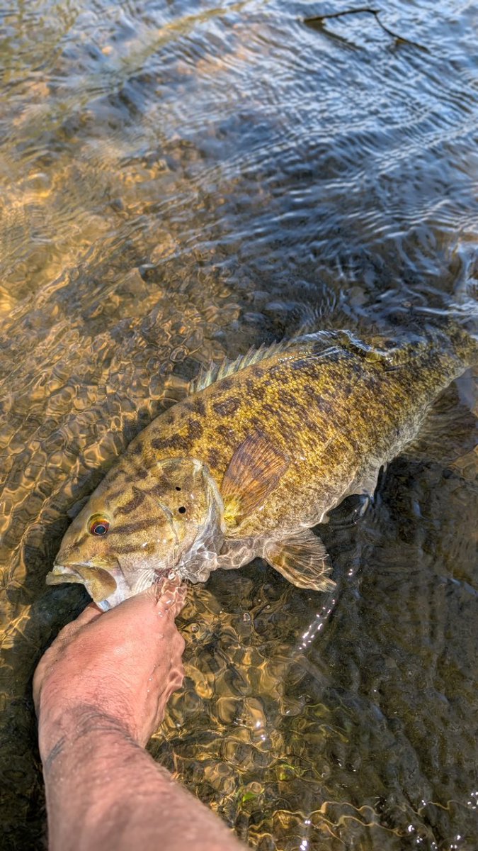 paboyzoutdoors1's tweet photo. The hunt for a leopard printed smallmouth is over for @nates_custom_cranks after this past weekend. His custom-made lure landed this bass and he's planning to create a 3D replica - first attempt! Huge congrats Nate! #smallmouth #fishing #smallmouthbassfishing #customlure https://t.co/4aKhPmUcT2