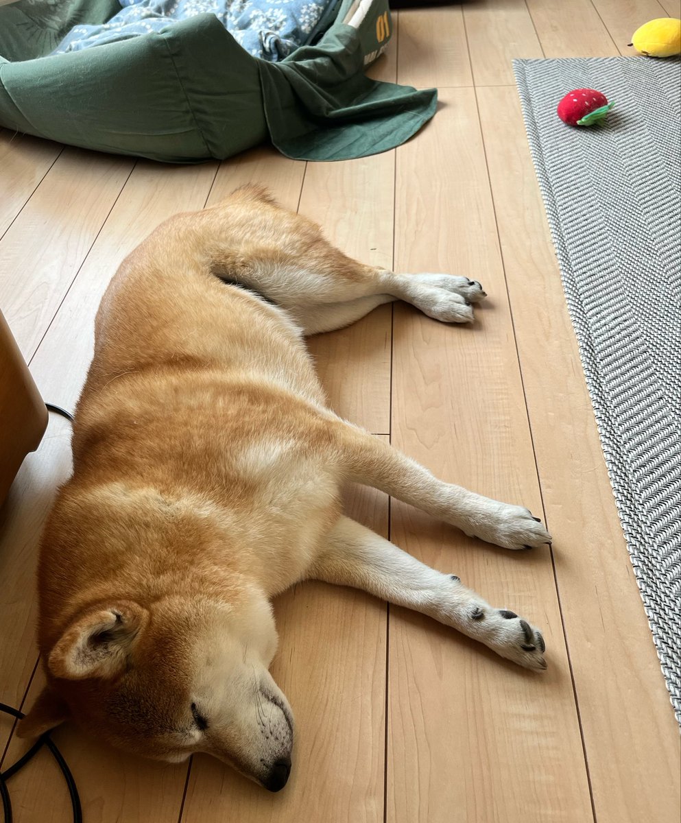 柴犬おとちゃん🐕6歳 (@0218_oto) / Posts / X