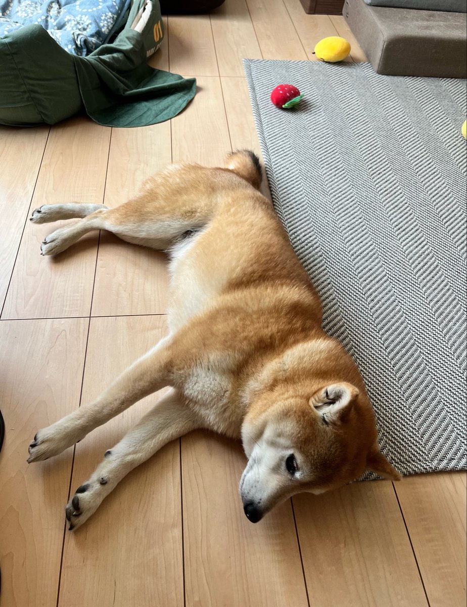柴犬おとちゃん🐕6歳 (@0218_oto) / Posts / X