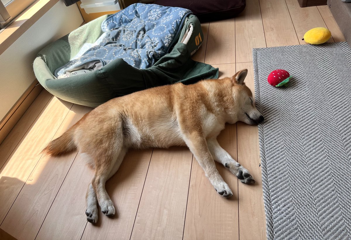 柴犬おとちゃん🐕6歳 (@0218_oto) / Posts / X