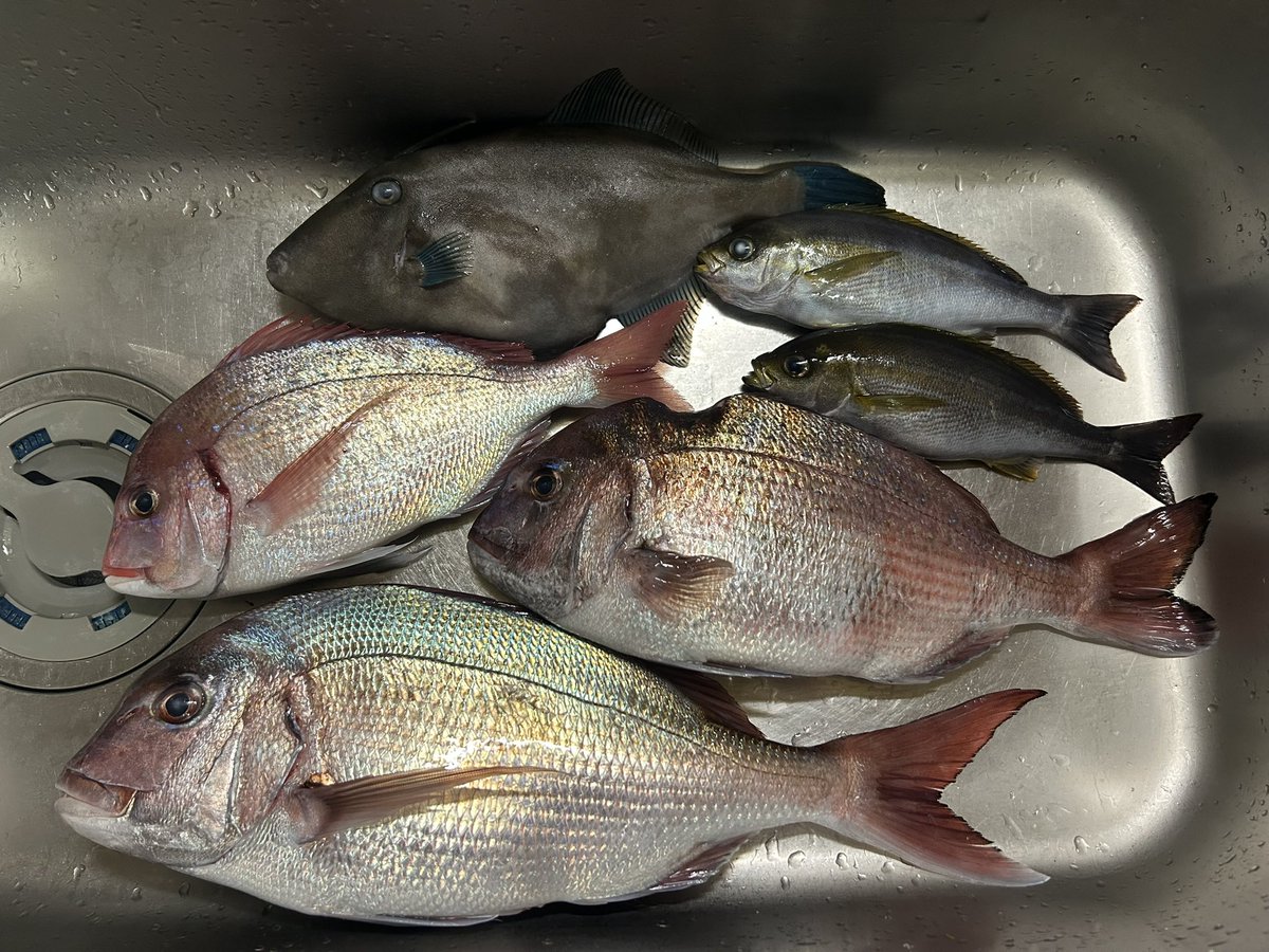 肉屋の魚 tweet media