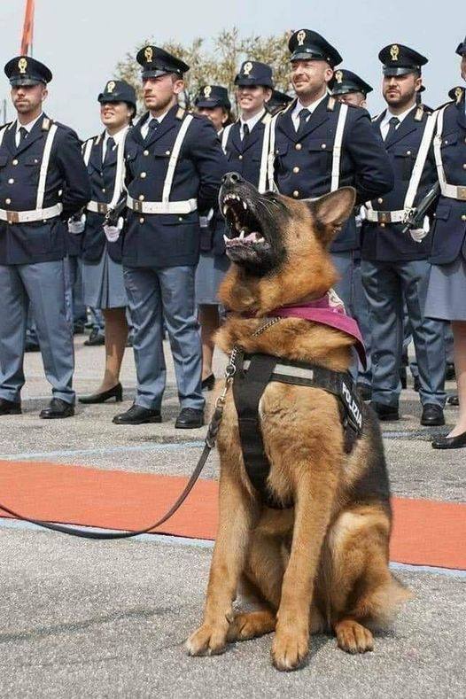 𝕏 Dogs tweet media