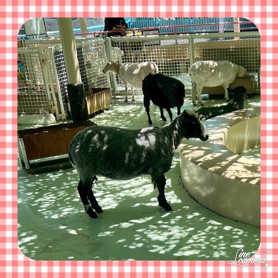 kobatoen's tweet photo. 動物園に遠足に行きました。

なかなか登園できないお友達も、この公園なら近くなので！と参加してくれました。
会えて嬉しかった😊
色んな動物にも会えたね

#心臓病
#心疾患
#先天性心疾患
#心不全
#心臓手術
#ペースメーカー
#ICD
#心臓リハビリ
#循環器内科
#闘病記
#病気と向き合う
#治療中 https://t.co/3lhy2V99nl