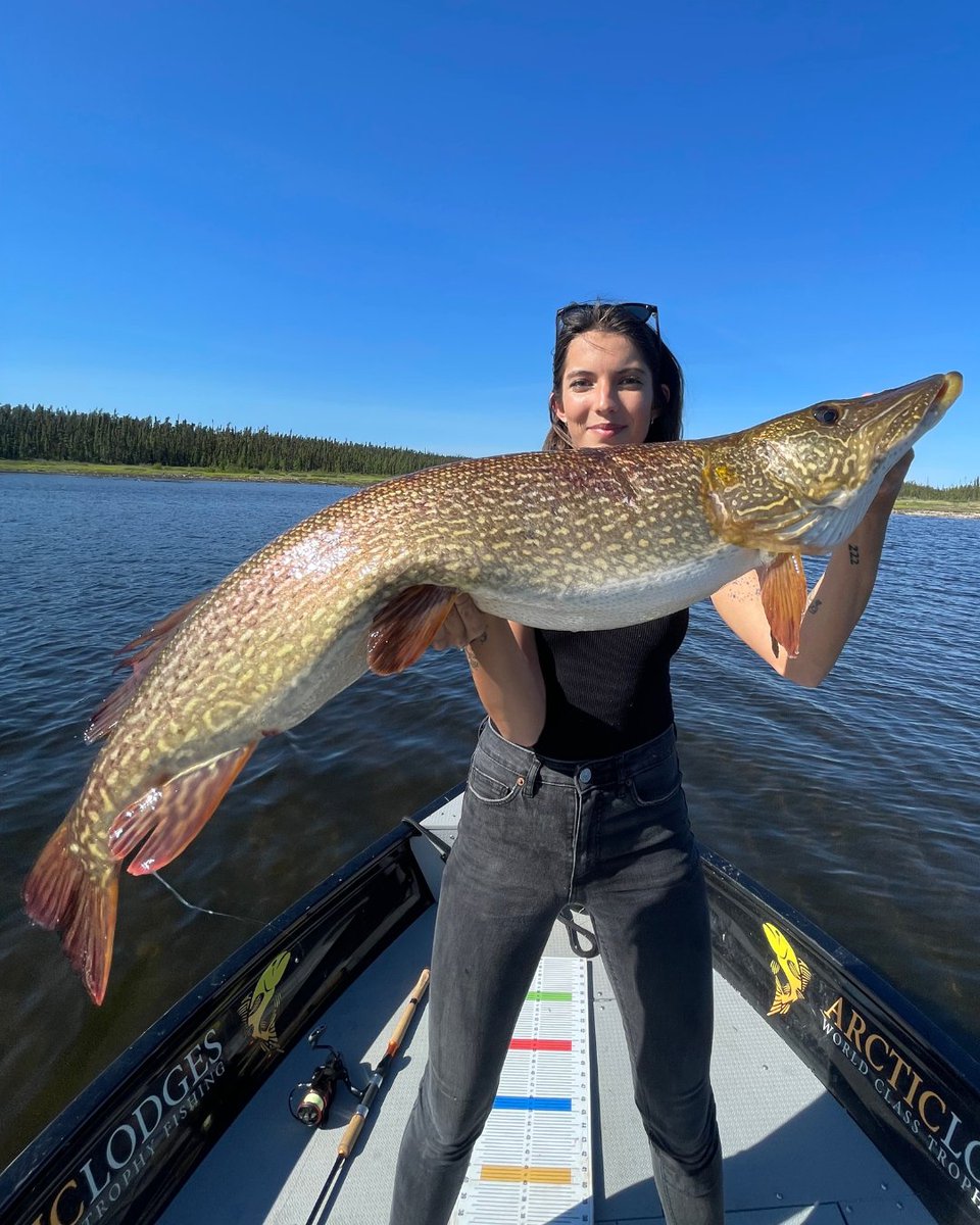 ArcticLodges's tweet photo. That feeling when you catch a fish that's bigger then you.🤯

#reindeerlake #exploresask #trophyfishing #bigfish #pikefishing https://t.co/N6vzmiD3i3