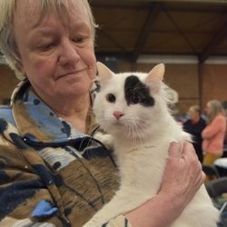 The 4 Van Cats tweet media