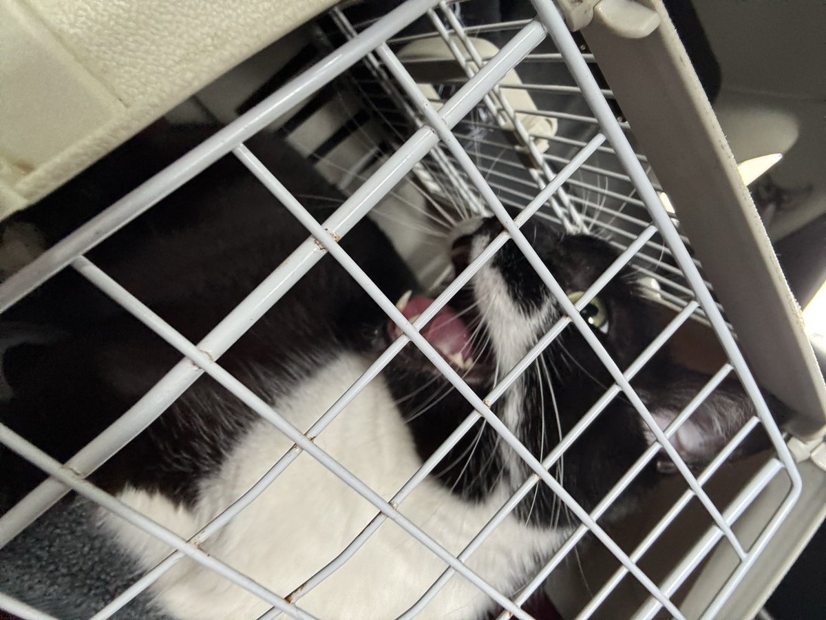 Marc-Antoine FREE FREE PALESTINE tweet media