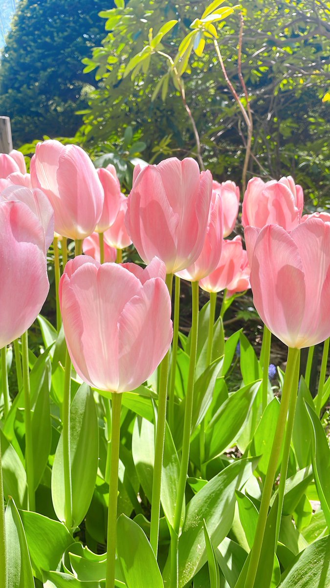 チューリップ様★ 🌷🌷🌷 チューリップ沢山咲いてる！ #豊平公園札幌 🌷🌷🌷