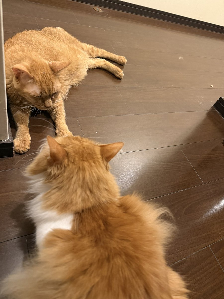 MSakura32's tweet photo. 何らかの要因でインスリンが効きにくくなることがよくあるらしくて(炎症とか脱水など)ここしばらくインスリンを増やしても血糖値が500以上と高い
ちょっと前まで調子良さそうやったのに
猫の糖尿病ほんとに難しいな https://t.co/5jf7KRB3pJ