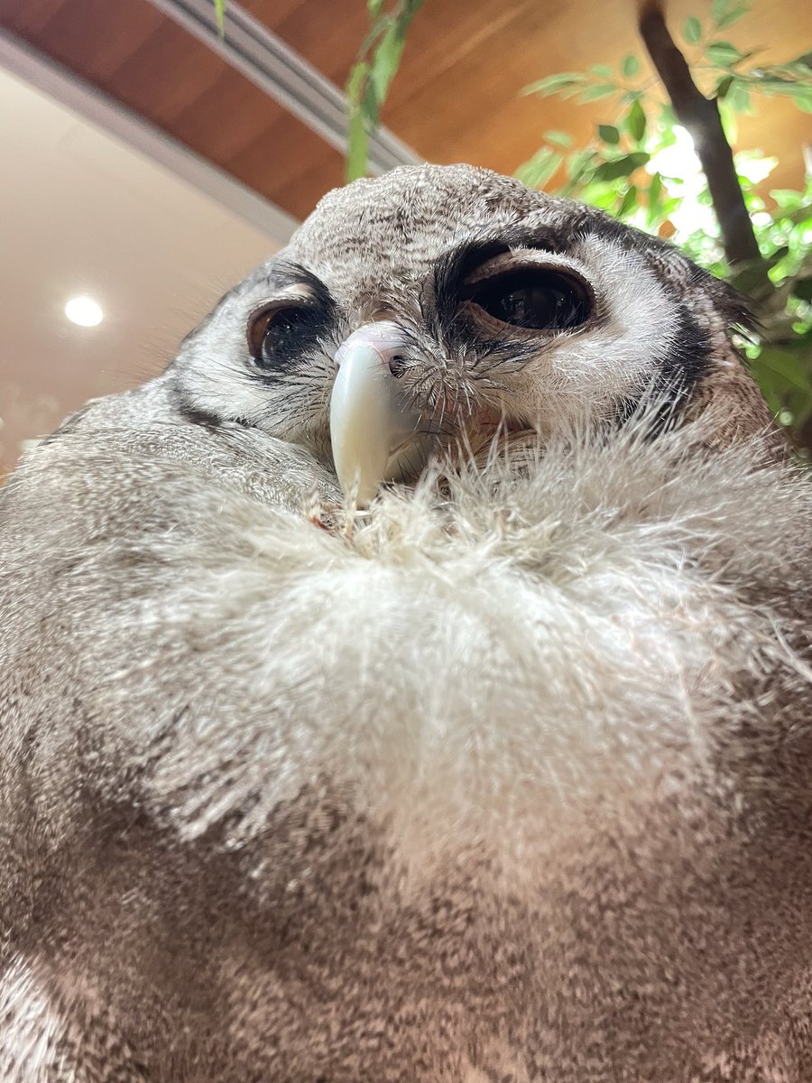 Moff_tougou's tweet photo. 新しい2羽のミミズクが仲間入り🦉

#ミルキーワシミミズク の ペコ (1.2枚目🍬)
#アフリカワシミミズク の サニー(3.4枚目☀️)

2羽とも10歳越えで落ち着きがあり、穏やかな性格をしています💖

ぜひ新たな仲間たちに会いに来てくださいね🚗³₃

#moffanimalcafe #ららぽーと愛知東郷 #愛知お出かけ https://t.co/amSW7YABnO