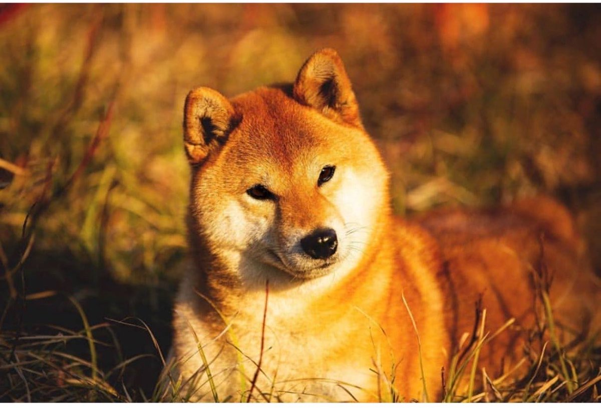 ariew_1982's tweet photo. @Damindarov @elonmusk @esteecoin @VitalikButerin @ethereum @RyoshiResearch @Shibtoken @ethereumfndn $Estee 🐕❤️ @esteecoin 

0x4298e4ad48be89bf63a6fdc470a4b4fe9ce633b1 https://t.co/6KOPcMNG0V