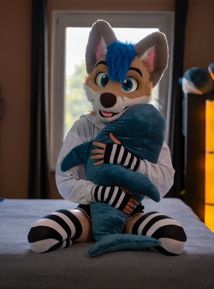 Whity_Inu's tweet photo. Have YOU snuggled your Blahaj today? 🦈 https://t.co/d0HMYx42ZH