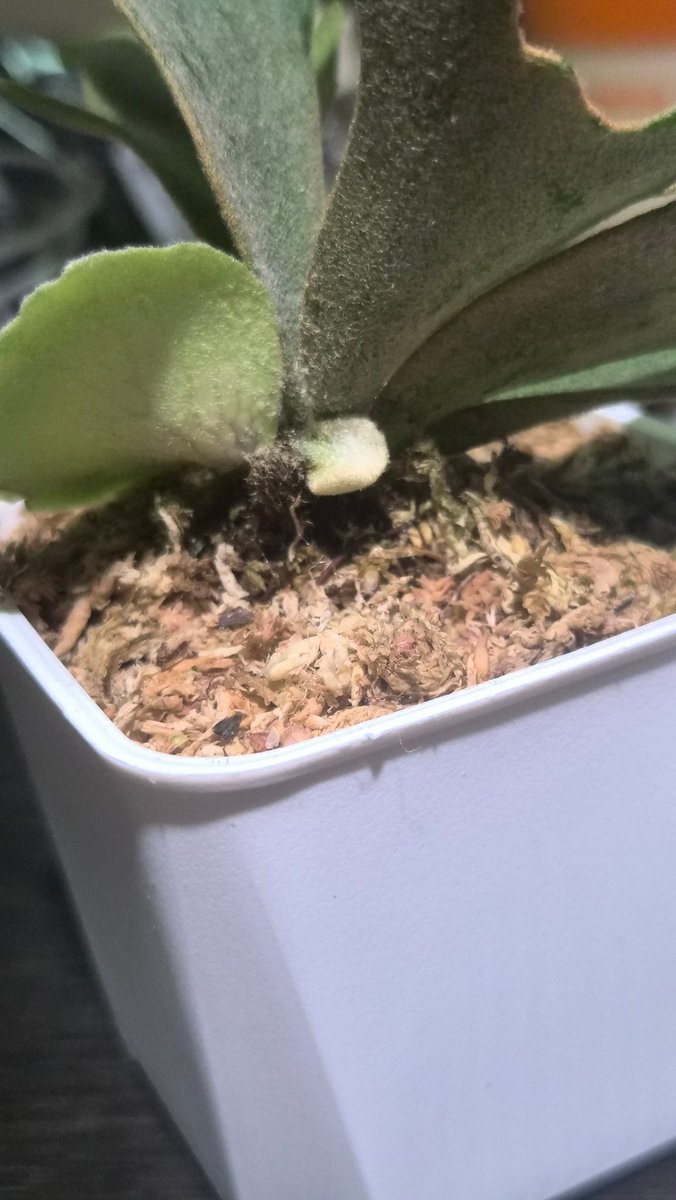 baro_plants's tweet photo. 初めて小さい子買ってみたのだけど成長点が裏にあるのはポットだからかな？🤔
貯水で隠しちゃう前に取るべきだろうか？😥
開封してすでに結構むしったけどw https://t.co/YrjKU9LOGG