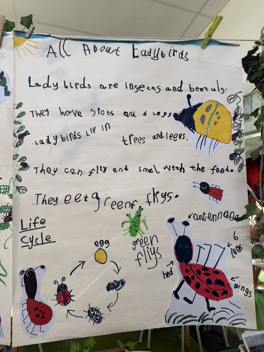 MrsFarrNCP's tweet photo. We are experts on Ladybirds! 🐞 Look at our amazing collaboration of facts. We added our own illustrations, digital art and photos that we had researched, chosen and printed. Ask us a question about Ladybirds @nantcelynschool 🐞 https://t.co/GKg3PwbcSP
