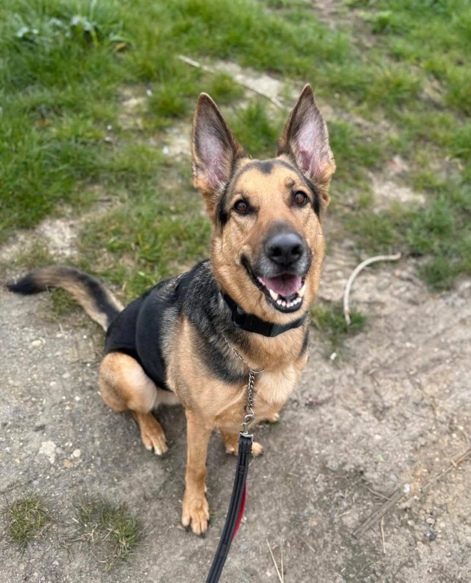 German Shepherd Rescue Elite ( GSRE ) tweet media