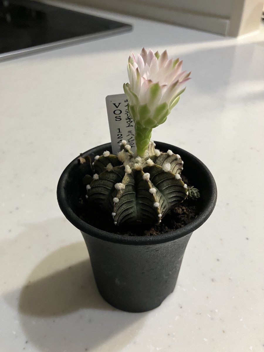 888-YU商品　花サボテン 888-YU様専用商品 花サボテン 【公式通販】