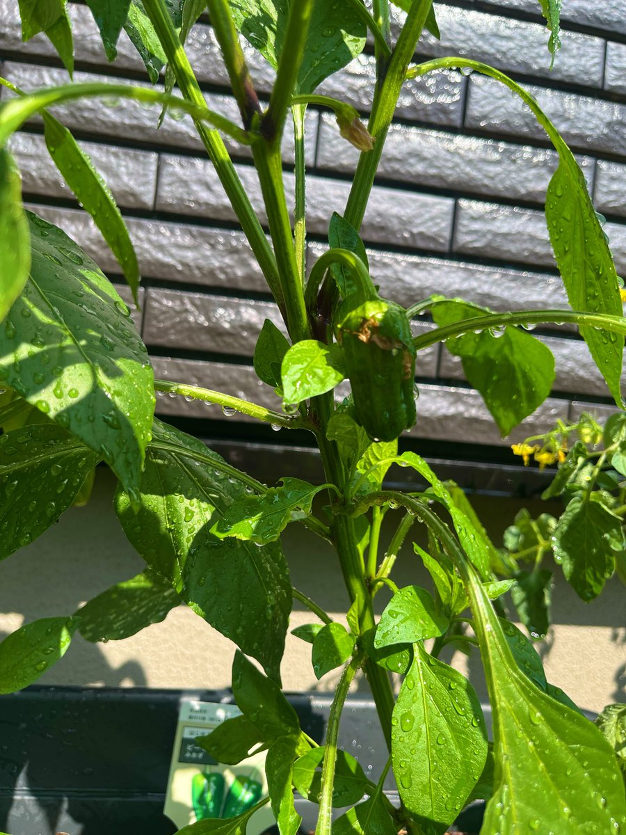 cpwakida's tweet photo. 庭の野菜プランターが茂ってきた。大葉、ピーマン、プチトマト。
影でシニヨンヘア脇田が写ってます。 https://t.co/rTaKFAfjZJ