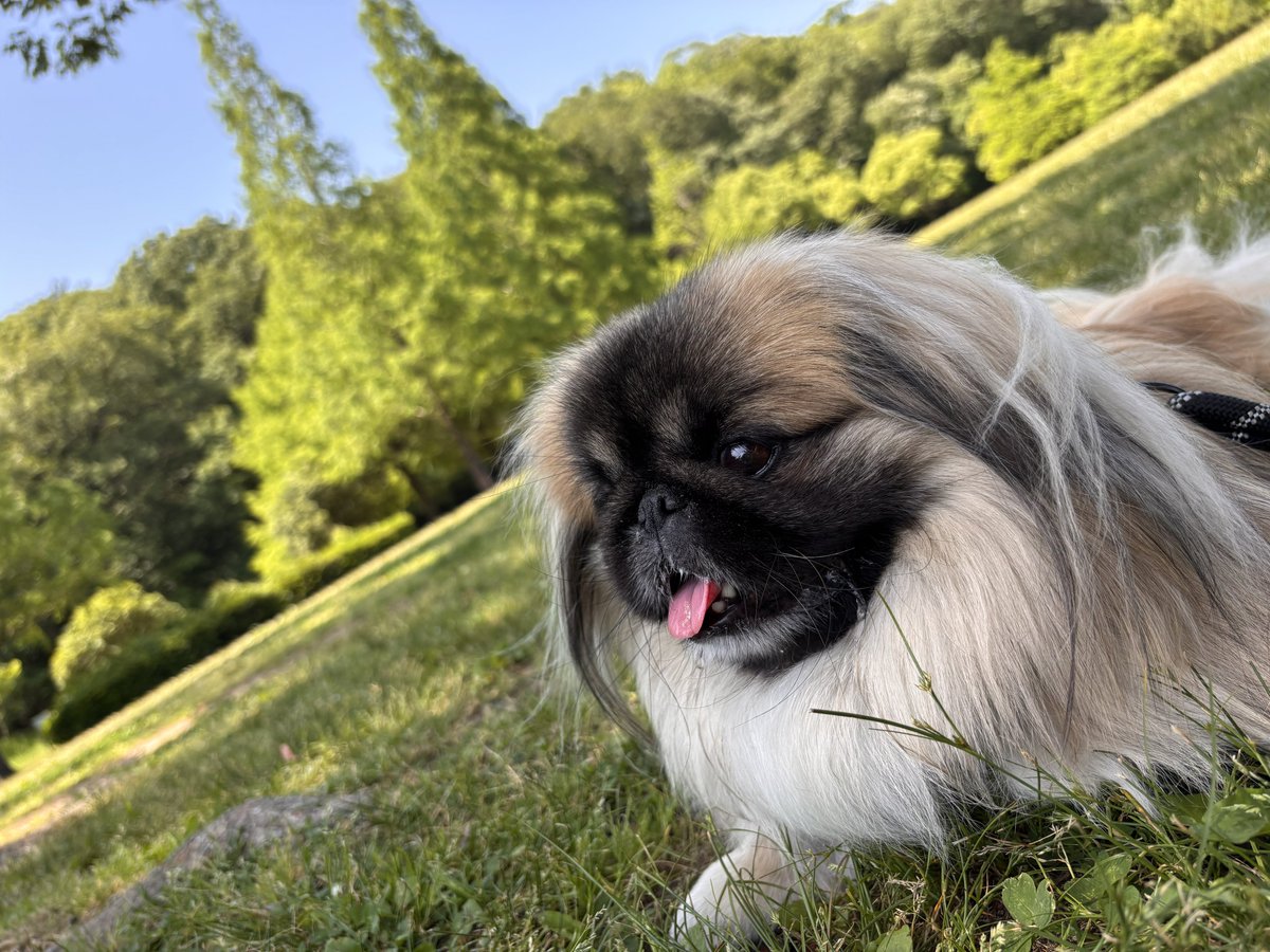 info__choco's tweet photo. 2泊3日で親友のお家 犬にまみれてきた https://t.co/lsSuhP00Yl