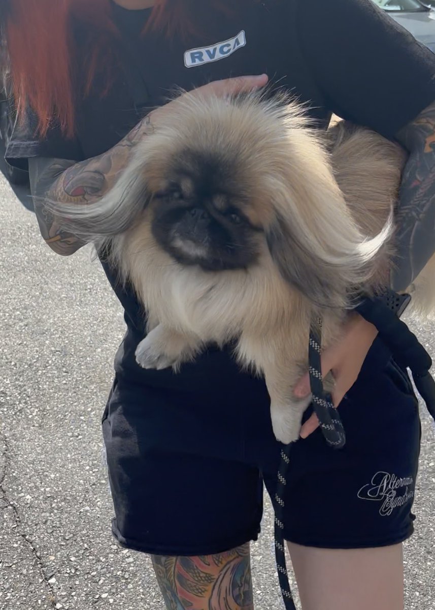 info__choco's tweet photo. 2泊3日で親友のお家 犬にまみれてきた https://t.co/lsSuhP00Yl