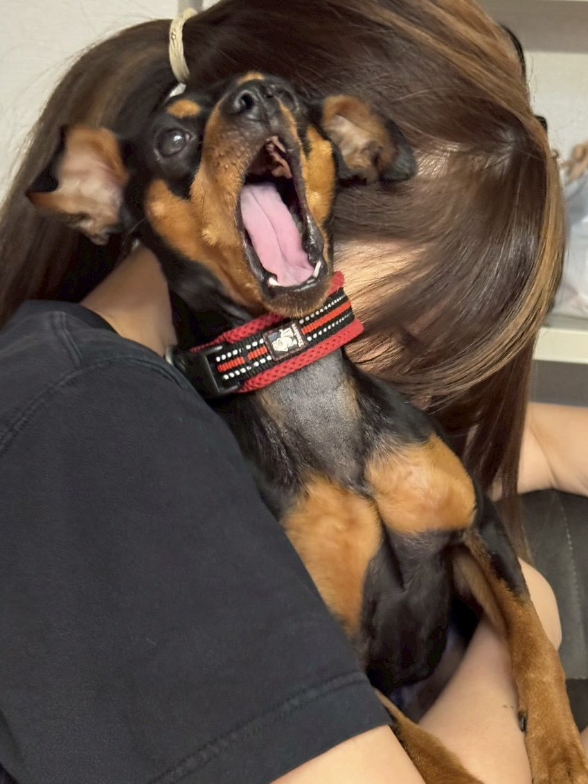 info__choco's tweet photo. 2泊3日で親友のお家 犬にまみれてきた https://t.co/lsSuhP00Yl