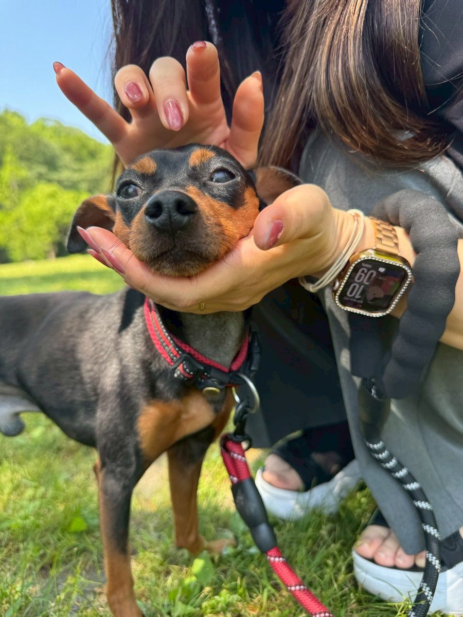 info__choco's tweet photo. 2泊3日で親友のお家 犬にまみれてきた https://t.co/lsSuhP00Yl