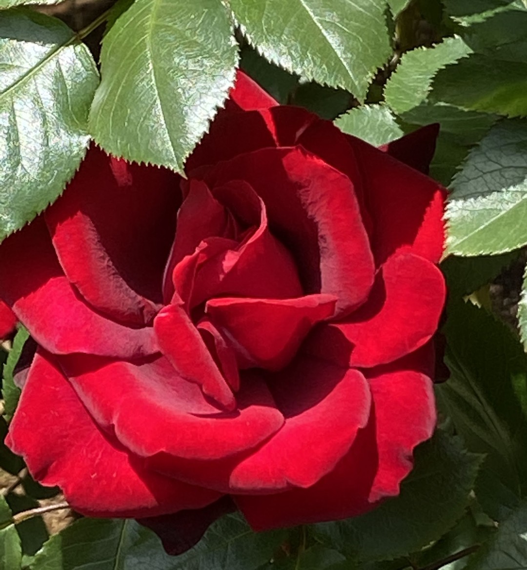 fiore tweet media