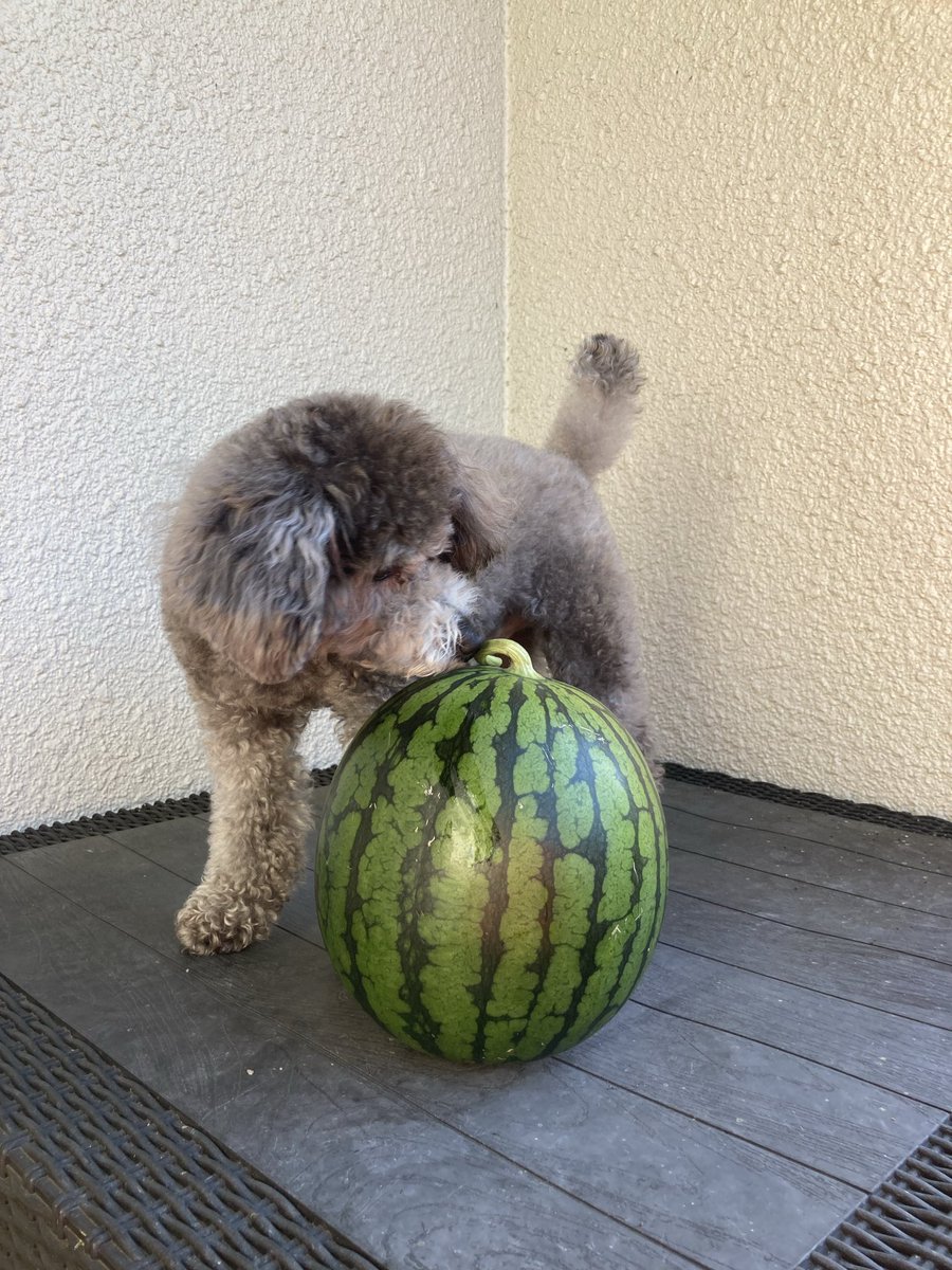 今シーズン初スイカをわんこチェッカーに🍉 反応した！ 品種は「夏の