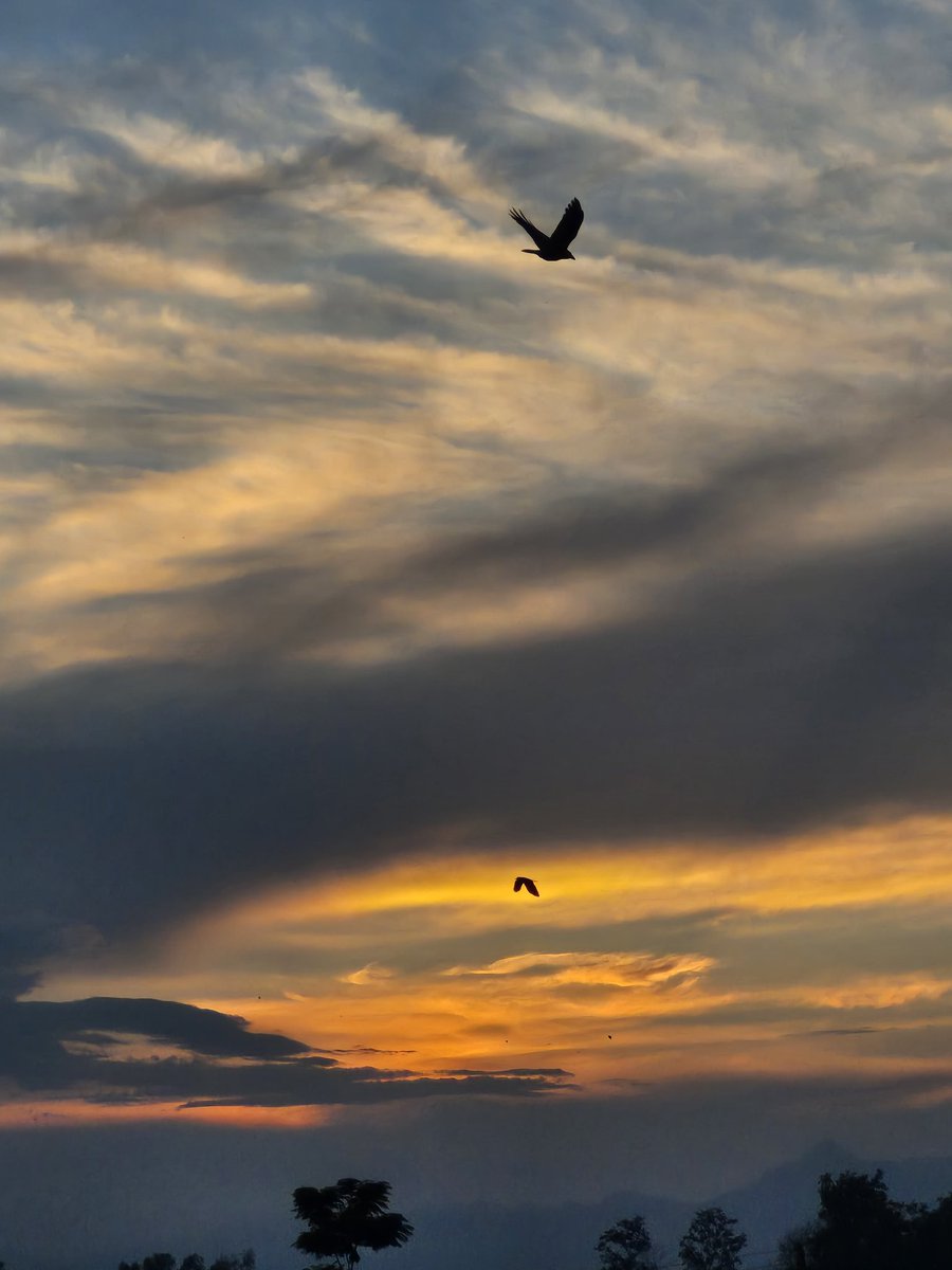 _awallflowerr_'s tweet photo. Oh, to be a bird flying in the sky during sunset hours https://t.co/Z2hbJvDqfu