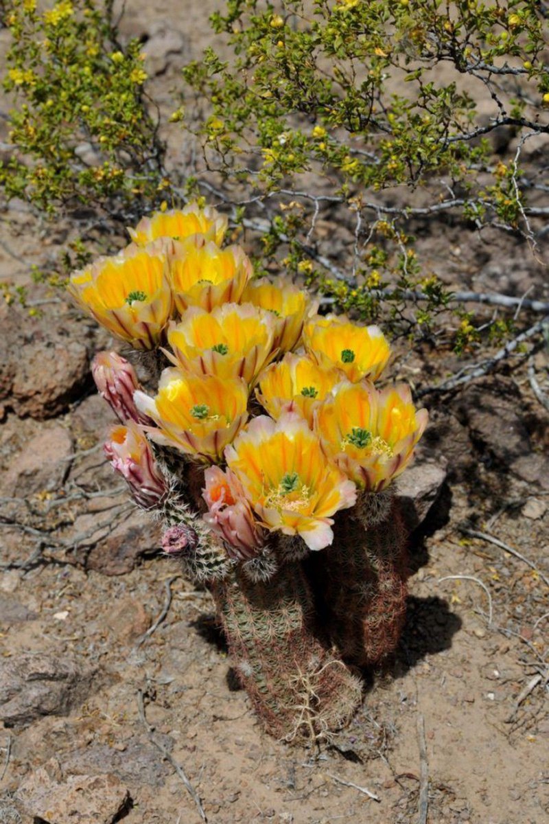 natural77384672's tweet photo. Lillo Cactus https://t.co/Aa9DLs9ye6