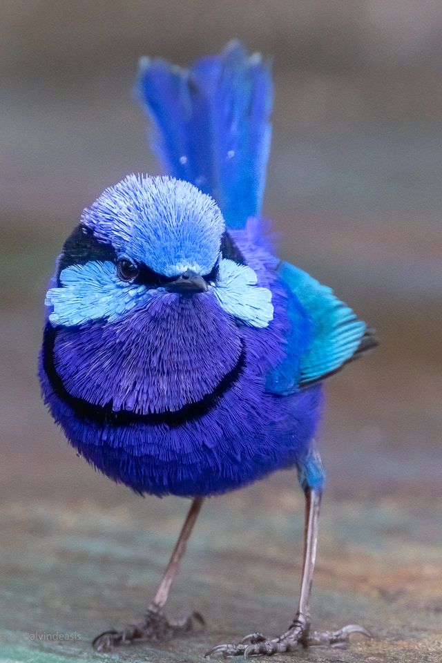 avian_a55522's tweet photo. https://t.co/B8PdnteEjl