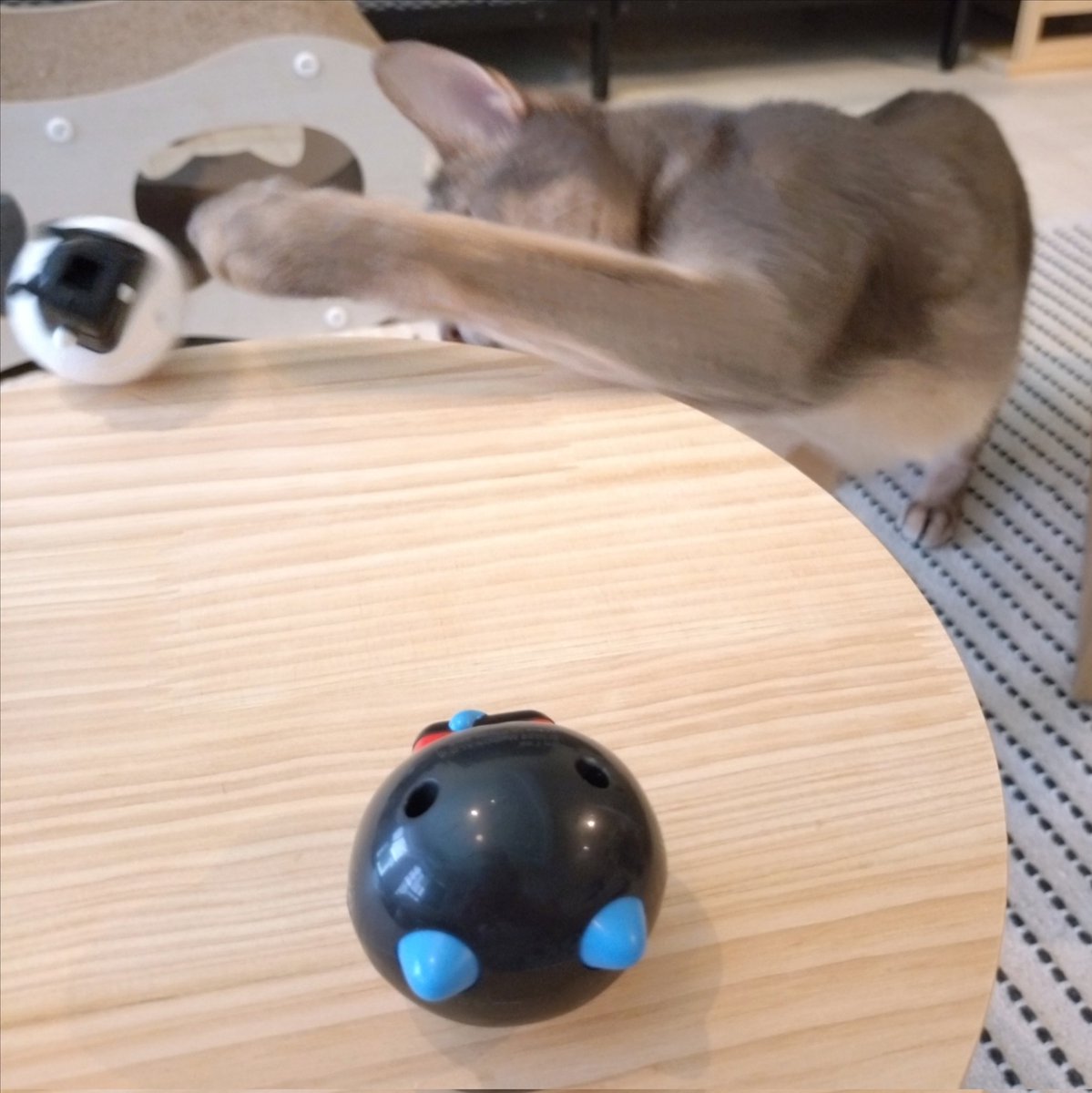 acoaco511's tweet photo. テリトリ��に踏み入ったものに訪れる試練の時
すぐ飽きるのでお二人ともしばしご辛抱を…

#猫のいる暮らし #猫のいる生活 
#猫 #アビシニアン #ちいかわ https://t.co/73dHNzSMt3