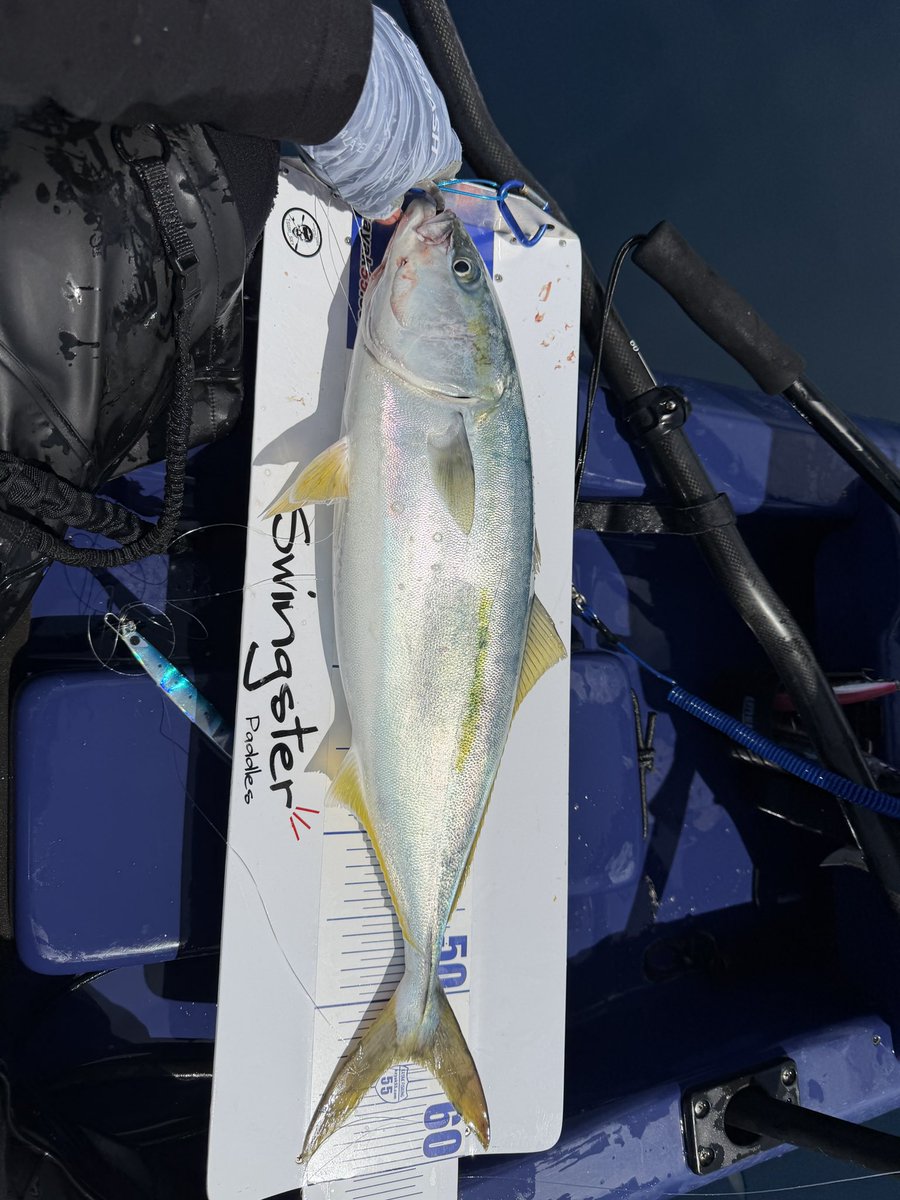 くわじゅん🎣 tweet media