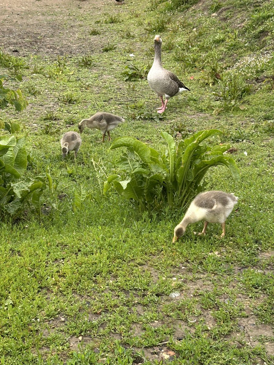 Artandnature66's tweet photo. Daddy goose still giving me the evil eye!
Grey and gloomy.
And two have hatched! I’ve been checking on her most days 🦢🦢
#geese #swans #greyskies #uk #ukcountryside https://t.co/ANtugME55j