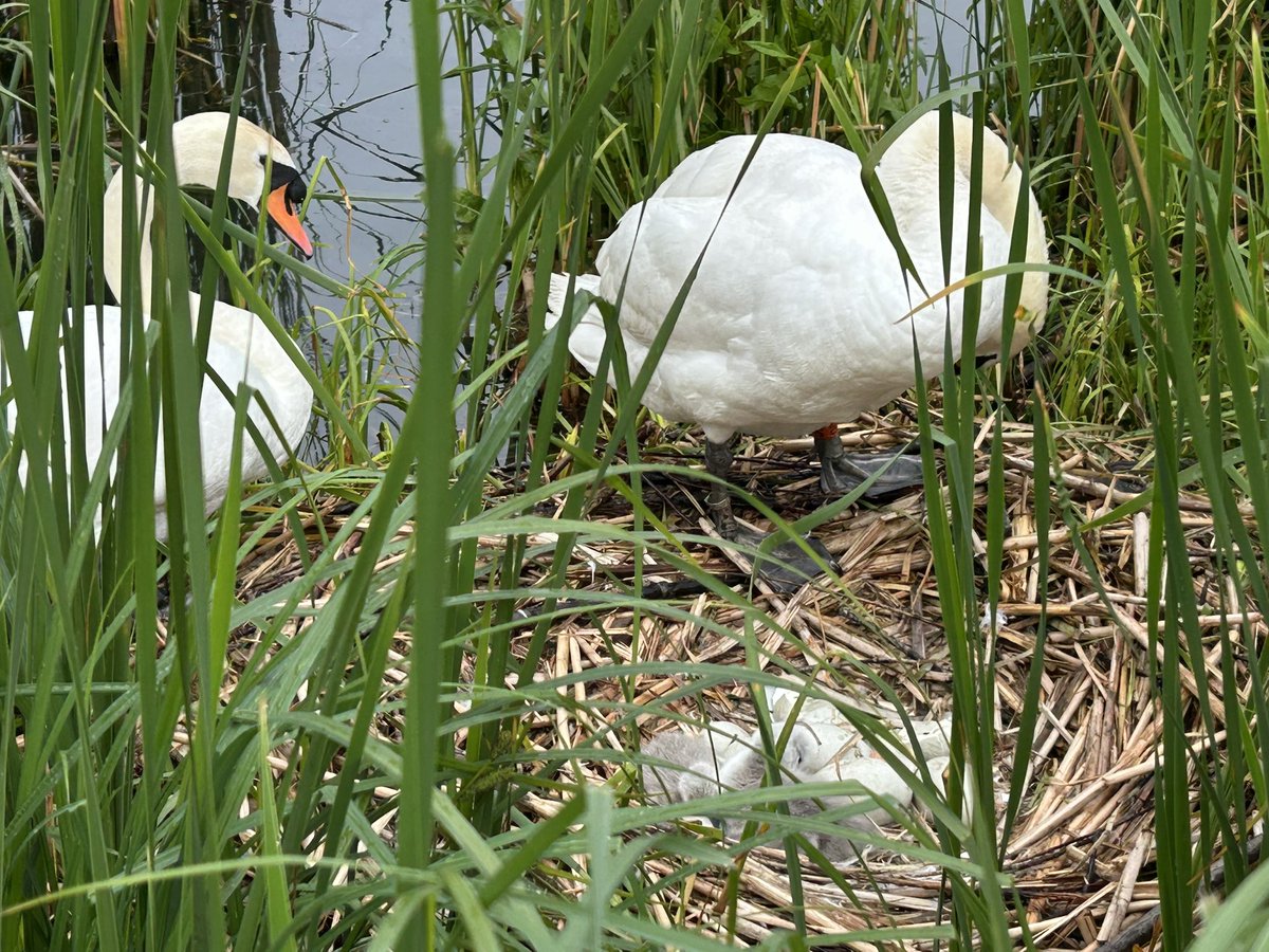 Artandnature66's tweet photo. Daddy goose still giving me the evil eye!
Grey and gloomy.
And two have hatched! I’ve been checking on her most days 🦢🦢
#geese #swans #greyskies #uk #ukcountryside https://t.co/ANtugME55j