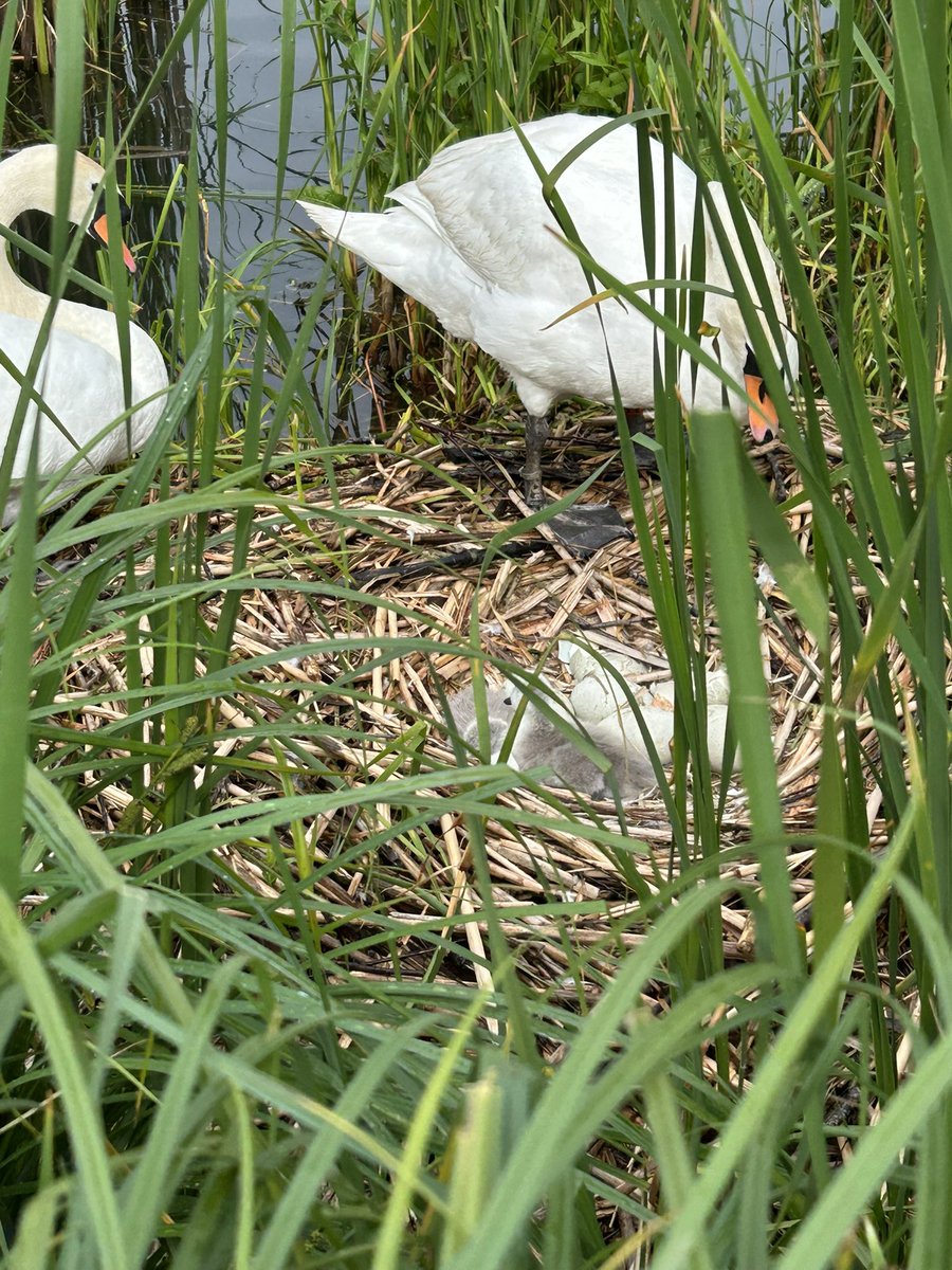 Artandnature66's tweet photo. Daddy goose still giving me the evil eye!
Grey and gloomy.
And two have hatched! I’ve been checking on her most days 🦢🦢
#geese #swans #greyskies #uk #ukcountryside https://t.co/ANtugME55j